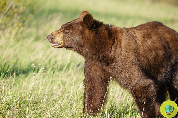 Imágenes extremadamente raras de un oso grizzly robando una presa de una manada de lobos