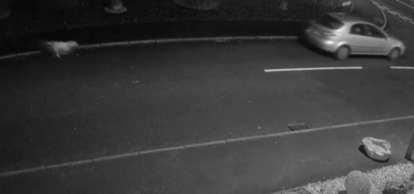 Abandonar al perro en la calle y huir: el conmovedor video del cachorro persiguiendo desesperado al auto