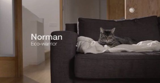 Norman, el gato ambiental