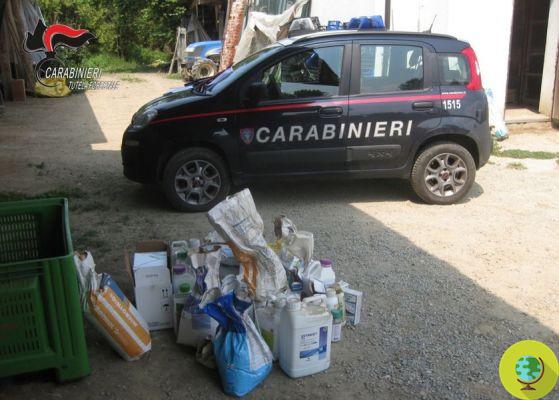 Gado dopado: sequestro maxi em Cuneo