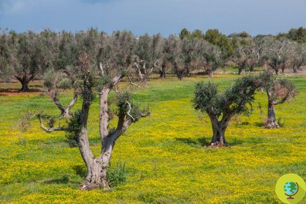 Xylella: descobertas de oliveiras selvagens super resistentes