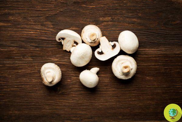 Cogumelos a custo zero (e km): as 5 variedades mais simples e saborosas para cultivar em casa
