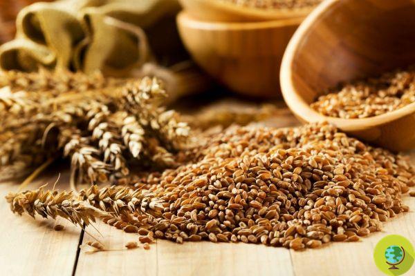 Novo estudo revela o que acontece com seu corpo se você comer grãos integrais todos os dias