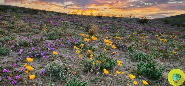 Superbloom: floración excepcional en el desierto de California (FOTO)