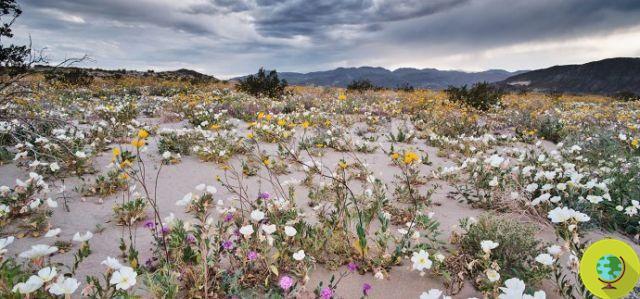 Superbloom: exceptional flowering in the California desert (PHOTO)