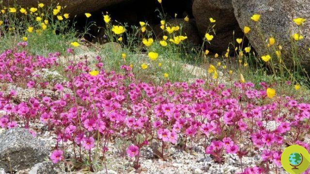 Superbloom: floración excepcional en el desierto de California (FOTO)