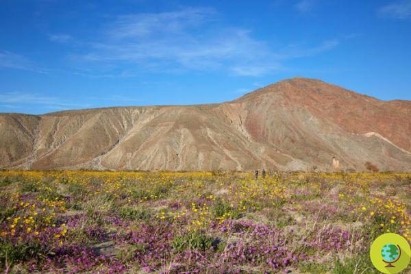 Superbloom: floração excepcional no deserto da Califórnia (FOTO)