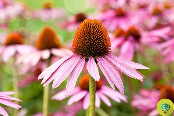 Echinacea: more effective than drugs to beat the flu