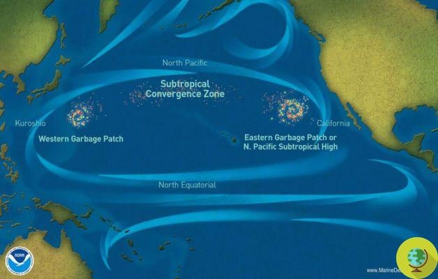 Pacific Trash Vortex : les déchets plastiques qui changent l'écologie de l'océan