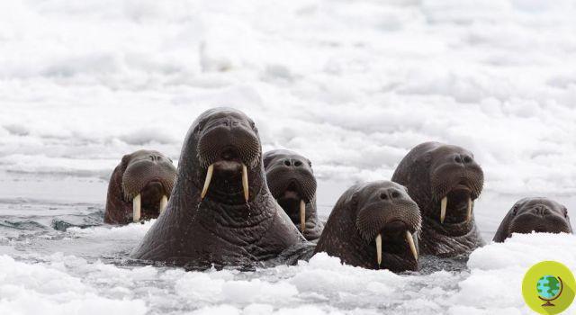 Alaska: mueren focas y morsas. ¿Fukushima tiene algo que ver con eso?