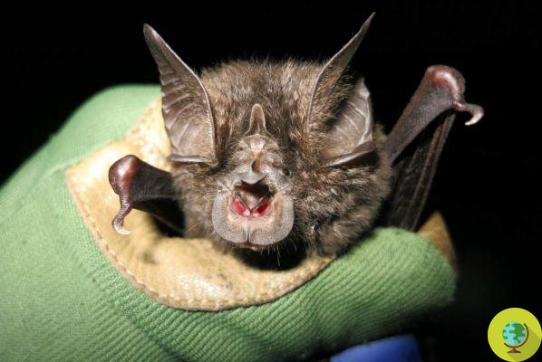 Believed to be extinct, a horseshoe bat found for the first time in 40 years
