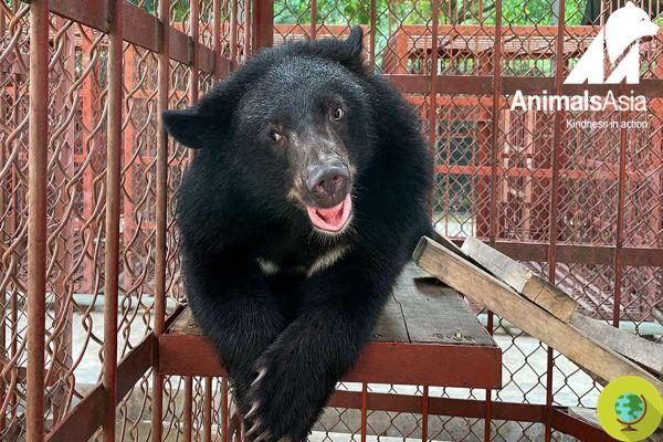 They rescue baby moon bear, transported by motorbike in a tiny cage and destined for a life of suffering and cruelty