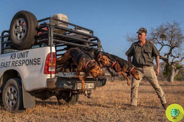 Estes cães de caça resgataram 45 rinocerontes de caçadores na África do Sul