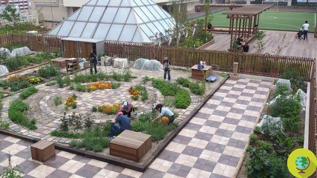 Hortas urbanas: uma horta comunitária para passageiros na estação de Tóquio