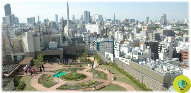 Huertos urbanos: un jardín comunitario para viajeros en la estación de Tokio