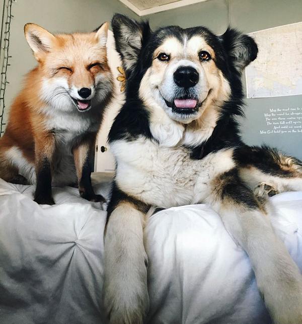 A terna e maravilhosa amizade entre um cachorro e uma raposa (FOTO)