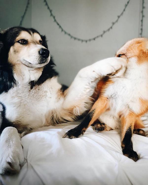 The tender and wonderful friendship between a dog and a fox (PHOTO)