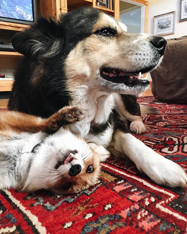 The tender and wonderful friendship between a dog and a fox (PHOTO)