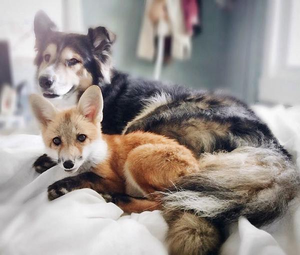 La tendre et merveilleuse amitié entre un chien et un renard (PHOTO)