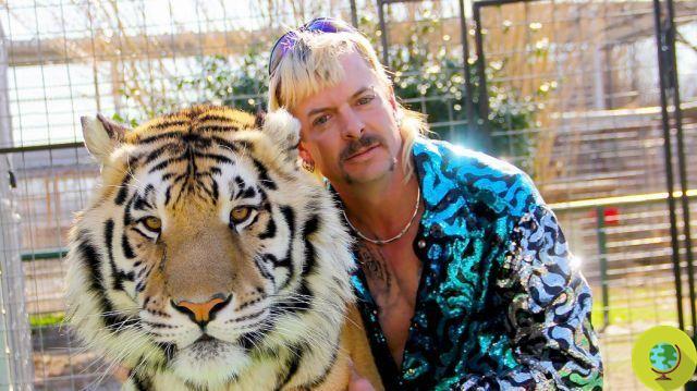 Tiger King: docuseries de Netflix sobre tigres explotados por dinero que todos deberíamos ver