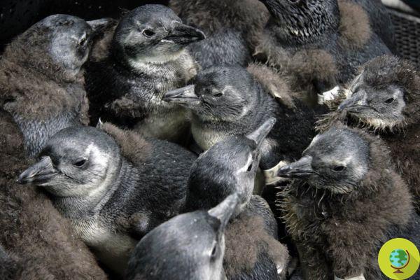 Centenas de filhotes de pinguim resgatados do homem. Eles estão desnutridos e enfrentam a extinção