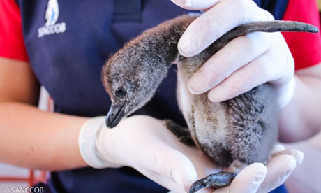 Cientos de cachorros de pingüinos rescatados del hombre. Están desnutridos y se enfrentan a la extinción.