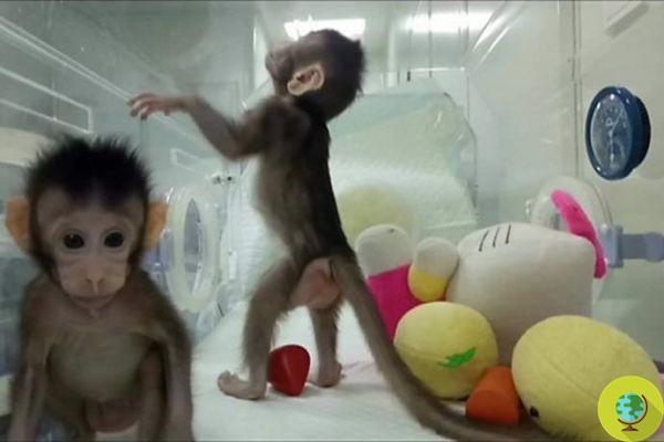 Cloner deux singes en Chine avec la même technique que Dolly la brebis