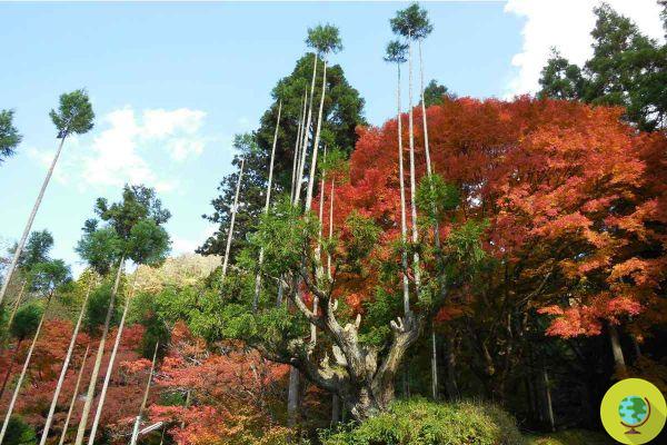 Daisugi, du Japon la technique de taille pour avoir du bois sans abattre d'arbres