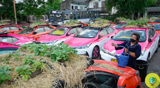 Los techos de los taxis se convierten en huertos urbanos. Los taxistas desempleados en Bangkok usan automóviles para cultivar vegetales