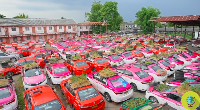 The roofs of the taxis become urban gardens. Unemployed taxi drivers in Bangkok use cars to grow vegetables