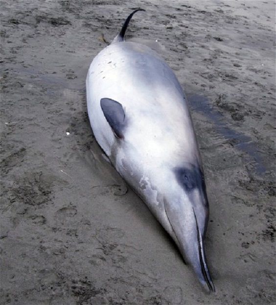 The rarest cetacean in the world believed to be extinct and beached in New Zealand