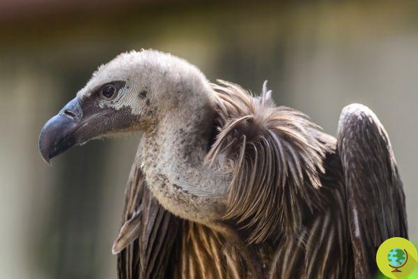 More than 500 endangered vultures poisoned in Africa
