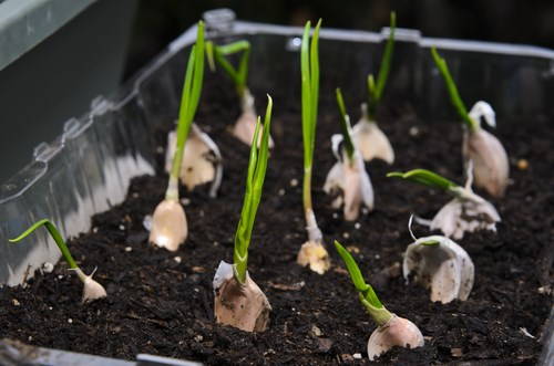 How, when and why to plant garlic in the garden