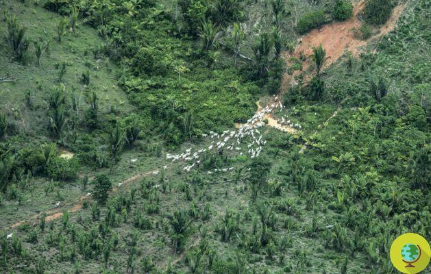 “Moriremos todos”: temor por los Piripkura de la Amazonía, amenazados por la deforestación salvaje