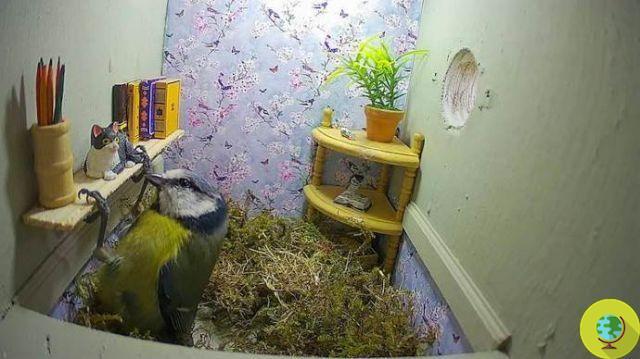 Imagens ao vivo de um passarinho construindo um ninho dentro de uma linda casinha
