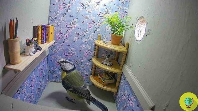 Images en direct d'un petit oiseau construisant un nid dans une belle petite maison