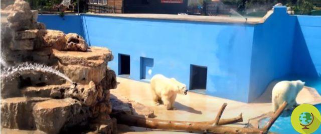 El desgarrador video que muestra a los osos polares exhaustos por el calor en el zoológico de Fasano