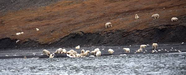A flock of sheep? No! Polar bears hunting for food