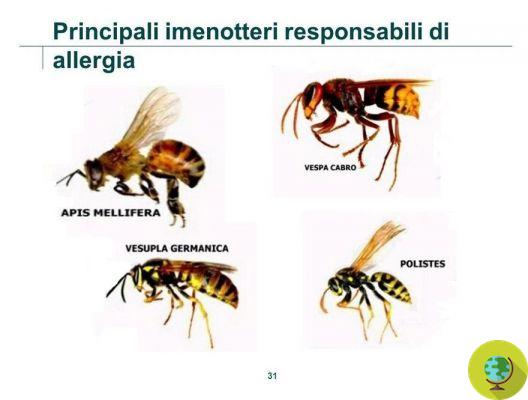Alergias a himenópteros: o que fazer em caso de picadas de abelhas, vespas e vespas