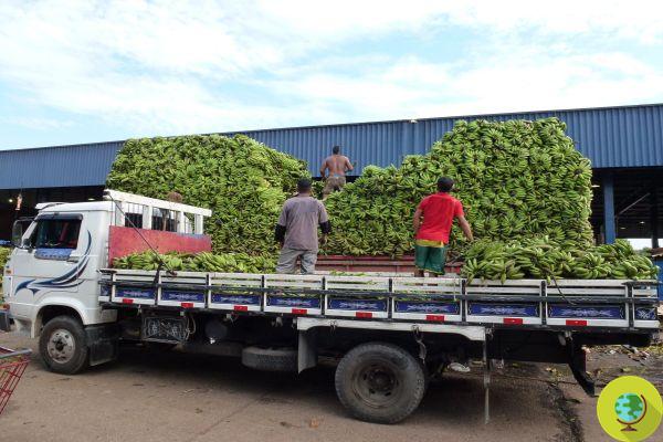 Trabajadores quedan estériles por pesticida usado en cultivos de banano