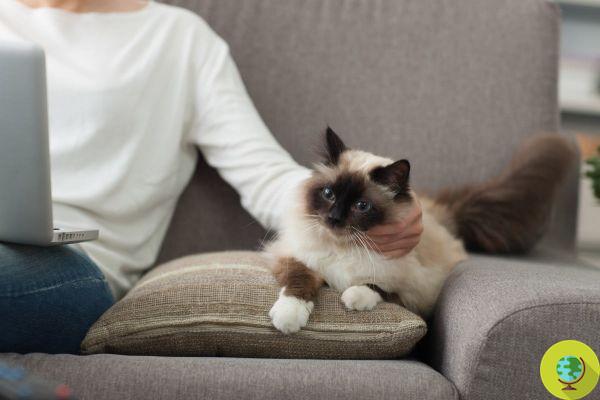 Thérapie par le chat : l'extraordinaire pouvoir psychothérapeutique du chat