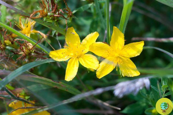 Hypericum: all the properties, benefits and contraindications of St. John's wort