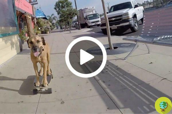 Adopted from a shelter, this labrador has learned to skateboard and is a real talent [VIDEO]