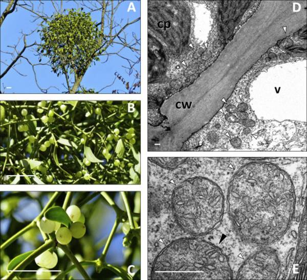 Mistletoe has unique and extraordinary biological properties, the new discovery