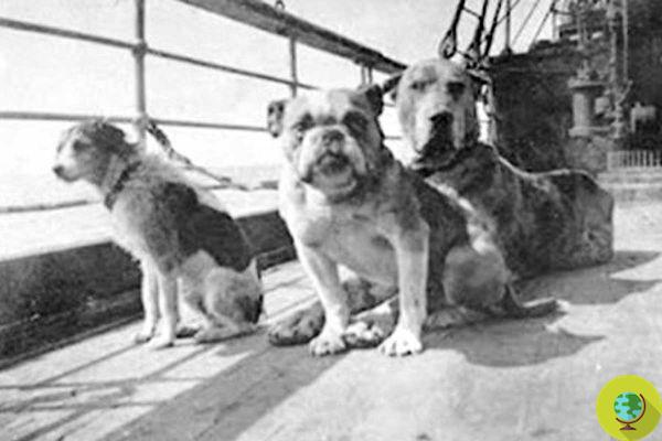 La historia de la pasajera del Titanic que rechazó un lugar para guardarse para no ser separada de su perro