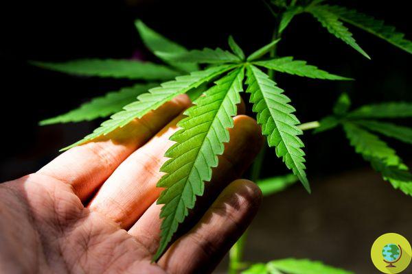 Cannabis à usage thérapeutique : 42% de ceux qui en font l'expérience abandonnent les drogues traditionnelles
