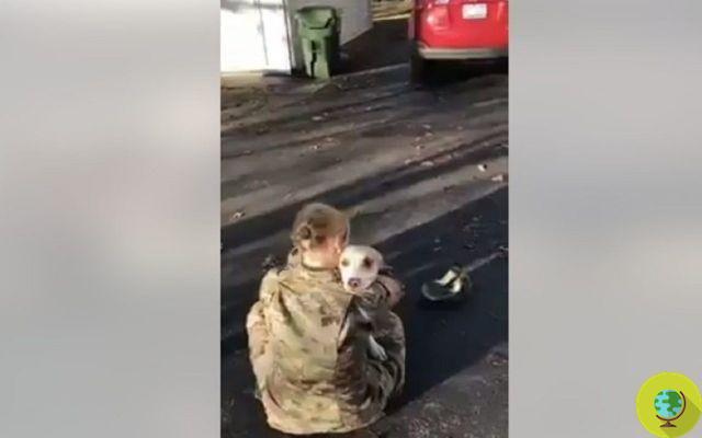 Cachorro reencontra o dono depois de 2 anos: a incrível reação de Bailey (VÍDEO)