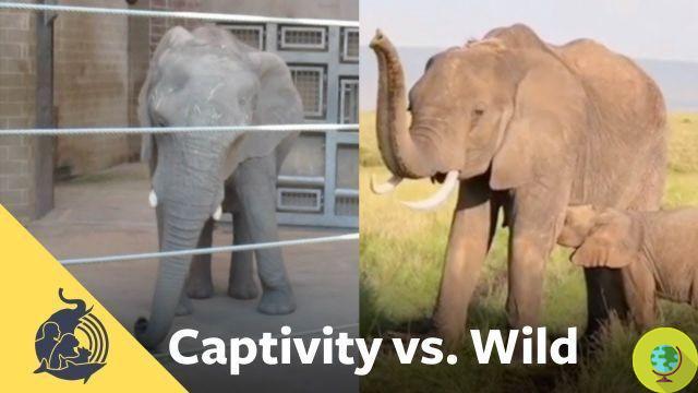 Horror, crueldad y poca seguridad incluso para los visitantes, bienvenidos al peor zoológico de elefantes de América del Norte