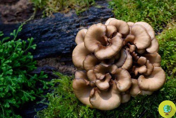 The 7 most nutritious mushrooms to include in your diet to live longer