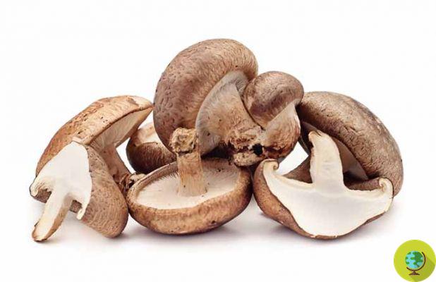 The 7 most nutritious mushrooms to include in your diet to live longer